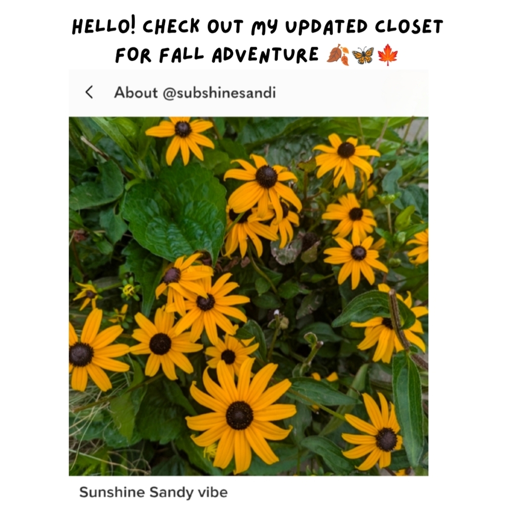 Yellow Black-Eyed Susans